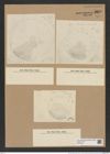 Coscinodiscus superbus Hardm (de-Toni-Nr.: Genus 202, Species 4873) Zeichnungen Sammlung Grunow Nr. 8620 (NHMW-BOT-W0378010)